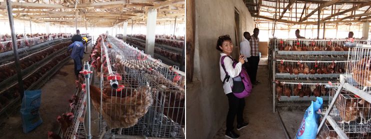 a chicken farm in Nigeria