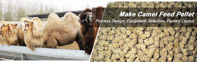 Make Camel Feed Pellets To Supply Your Camel Good Nutrition
