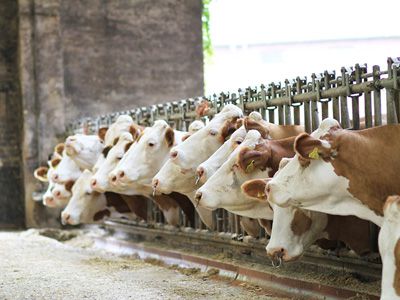 cattle feed pellet mill
