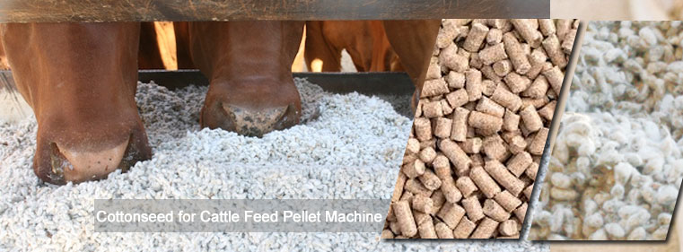 Cotton Raw Material for Cattle Feed Pellet Production Line