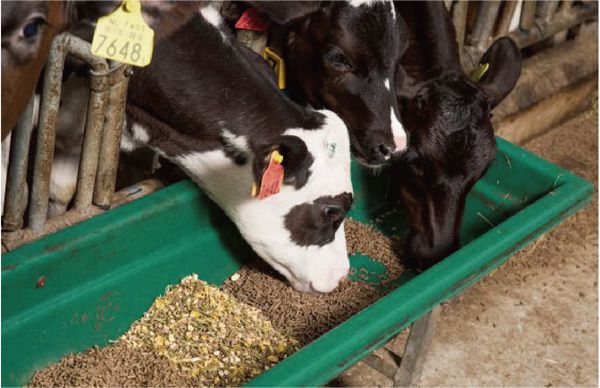 dairy cow eating feed pellets