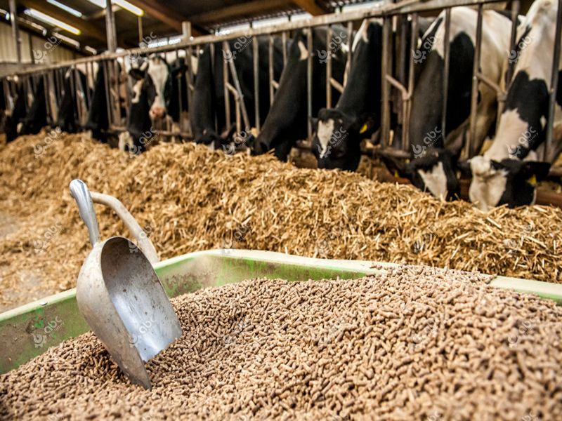 How to Make Formula for Making Cattle Feed in Your Commercial Business Plant?