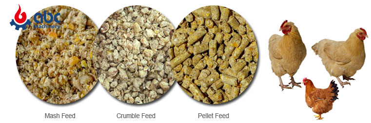 Four Types of Laying Chicken Feed and Poultry