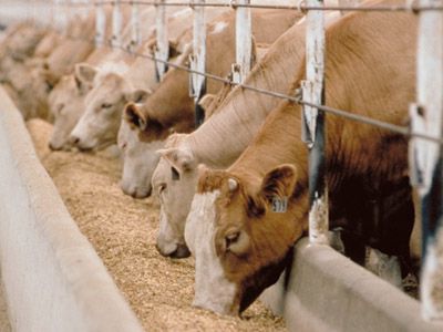 livestock feed pellets processing technology