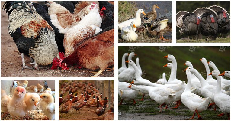 main kinds of poultry