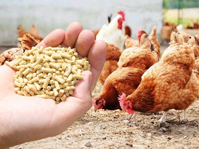 poultry feed pellets processing technology