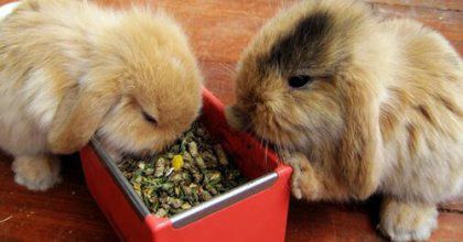 rabbit feed pellet mill benefits and profits