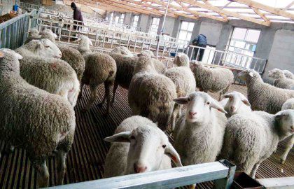 sheep feed pellet mill