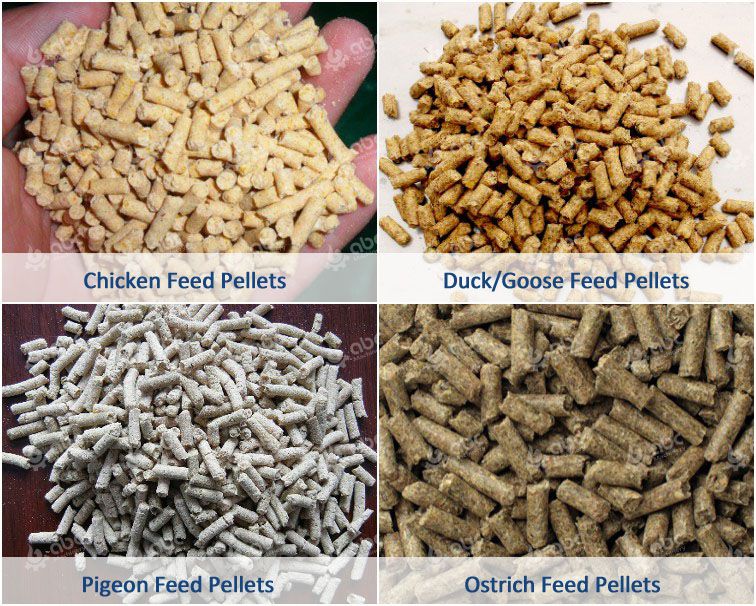 chicken duck pigeon ostrich poultry feed pellets
