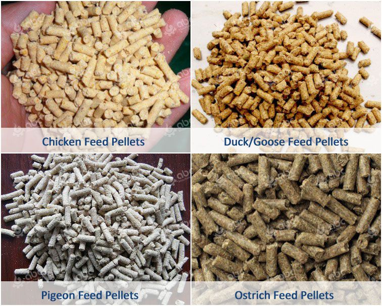 Poultry feed pellets processing technology & Equipment