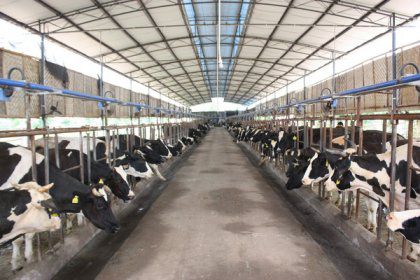 Efficient Methods To Feed Dairy Cows- Cow Feed Making Machine