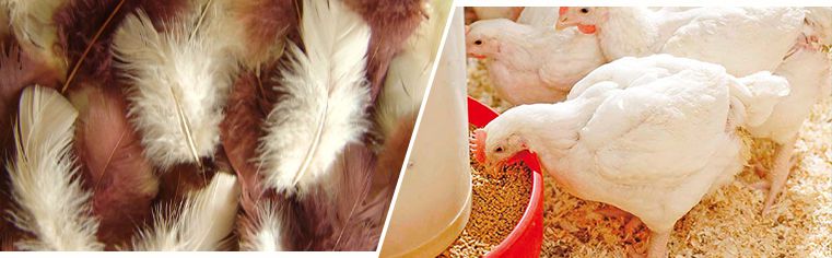 Feather--A Cost-effective Feed Pellets Material