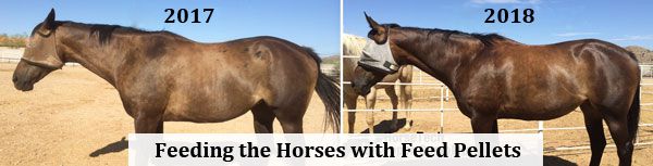 feeding the horses with feed pellets