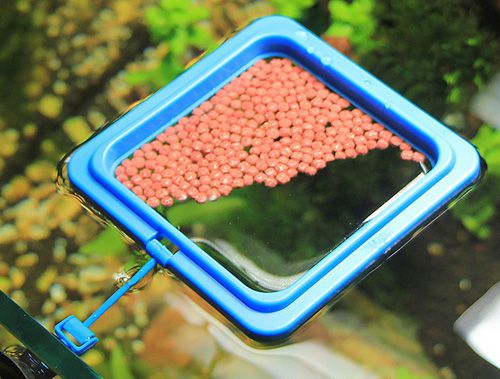 floating fish feed