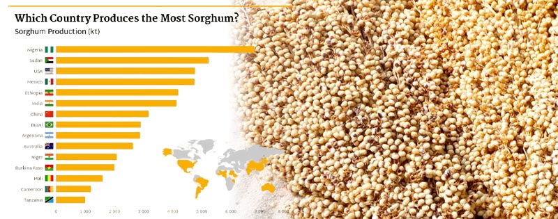 Regional Sorghum Sourcing & Cost Benefits for Tailored Cattle Feed