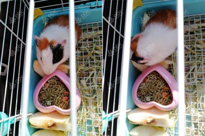 make guinea pig food pellets for sale