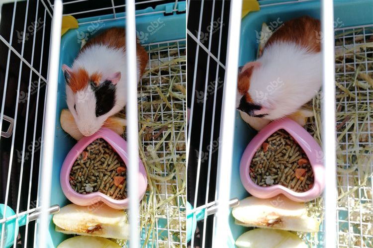 guinea pig food pellets