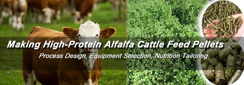 Making High-protein alfalfa feed pellets for cattle 