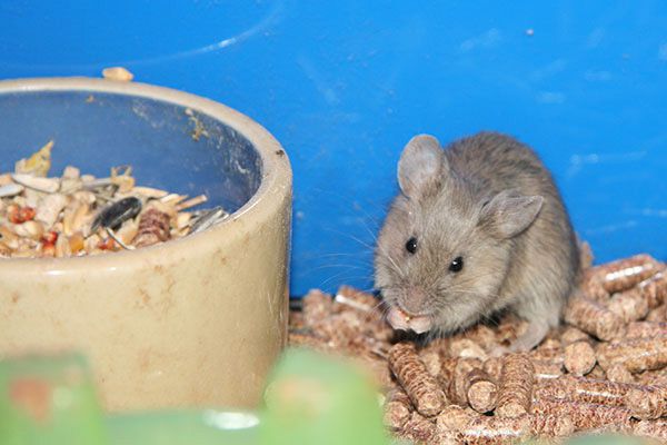 mouse rat food pellets