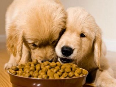 pet food processing technology