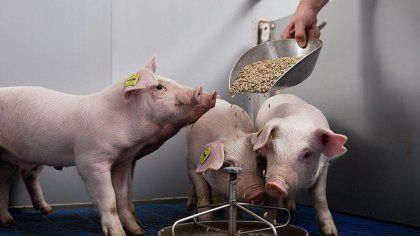 piglet feed processing technology